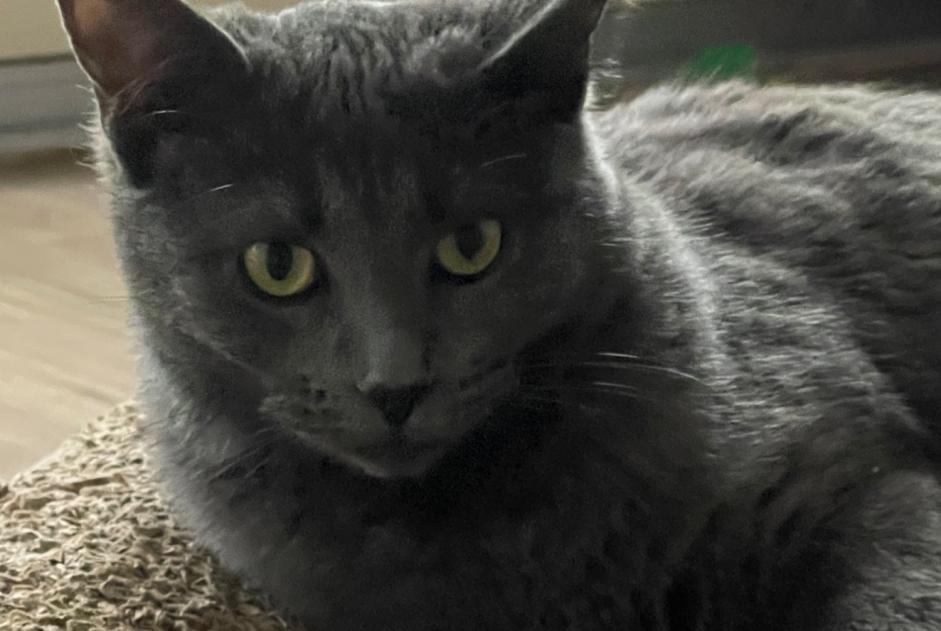 Vermisstmeldung Katze rassenmischung Weiblich , 1 jahre Monthey Schweiz Vermisstmeldung Katze rassenmischung Weiblich , 1 jahre Monthey Schweiz