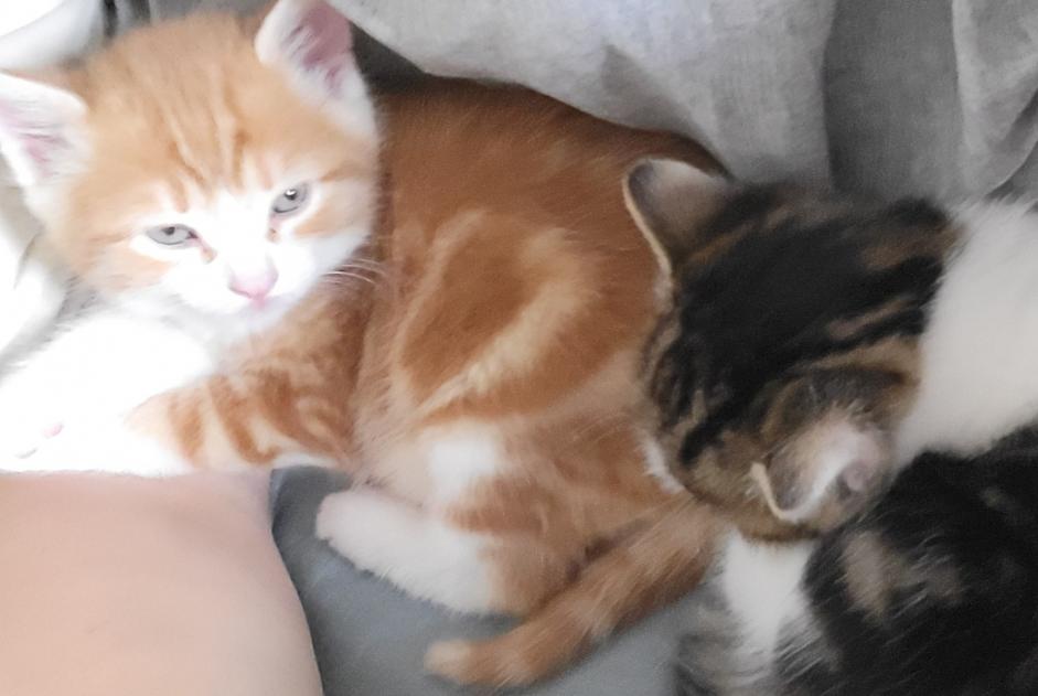 Verdwijningsalarm Kat Mannetje , 0 jaar La Sarraz Zwitserland
