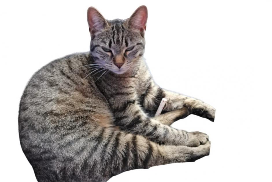 Alerta desaparecimento Gato Fêmea , 2 anos Bovernier Switzerland