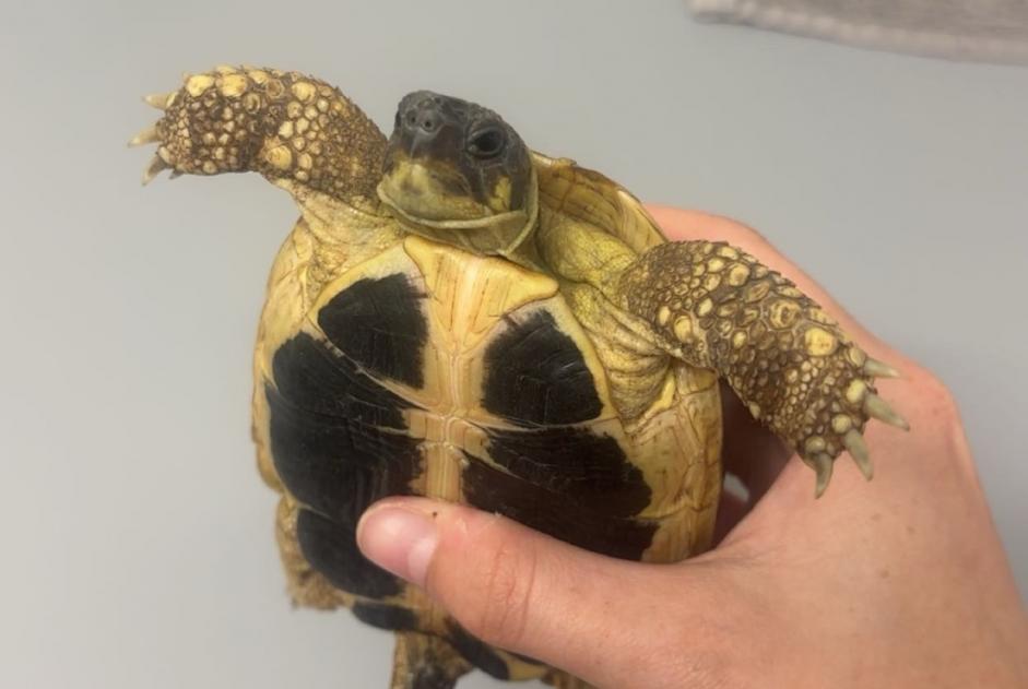 Alerta descoberta Tartaruga Macho Neuchâtel Switzerland
